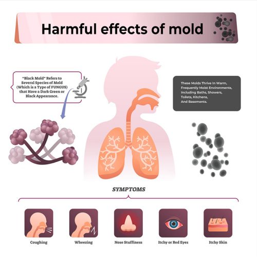 fun6-mold